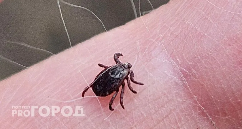 Энцефалитная тревога: на Южном Урале госпитализируют пациентов с укусами клещей