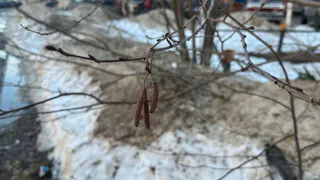 Аномальное потепление до +20°C ожидается в Челябинской области 