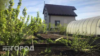 Эта дешевая крупа превратит бетонную почву в чернозем в октябре: экономно и действенно