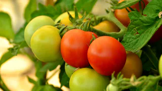 Выбрасываю 7 популярных сортов томатов после фиаско. 7 вкусных помидоров растут сами