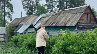 Посадил кустик у выгребной ямы — про откачку забыл на года: работает как ассенизатор — да еще и плодами вас порадует