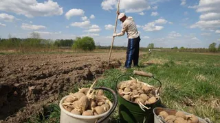 В Челябинской области сельскохозяйственные предприятий приглашают студентов на практику