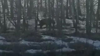 Под Магнитогорском жители поселка увидели медведя, гулявшего в лесополосе