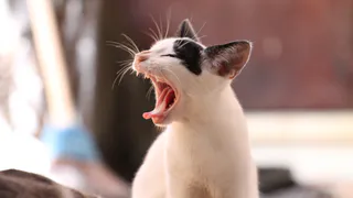 Утро начинается с мурлыканья: 8 причин, почему коты ласковы только утром