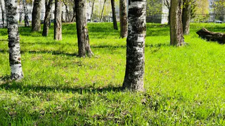 В Магнитогорске в 2025 году высадили свыше двух с половиной тысяч деревьев