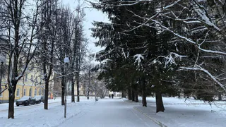 В Магнитогорске начали омолаживающую обрезку старых деревьев