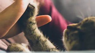 Она утверждала, что не любит животных, но кошка выбрала именно её — вот почему так происходит