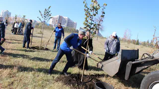Общественная палата Магнитогорска высадила молодые липы в парке у Вечного огня в рамках проекта „Зелёный пояс“
