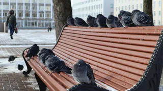 "Июнь подложит нам всем свинью": синоптики предупреждают о сильном похолодании весной