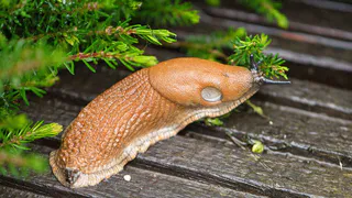 Рассыпала по грядкам — и про слизней забыла: за урожай беспокоиться не придётся — вредителя до конца сезона не будет
