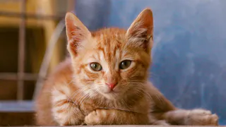 8 причин, почему коты проявляют нежность только на рассвете
