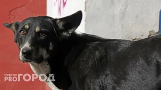 Бешенство в Челябинской области: уже 4 зараженных животных в июне