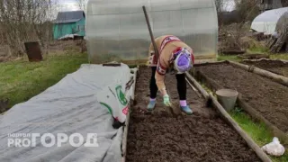 Названы наиболее благоприятные дни для посадки моркови и свеклы даты в мае