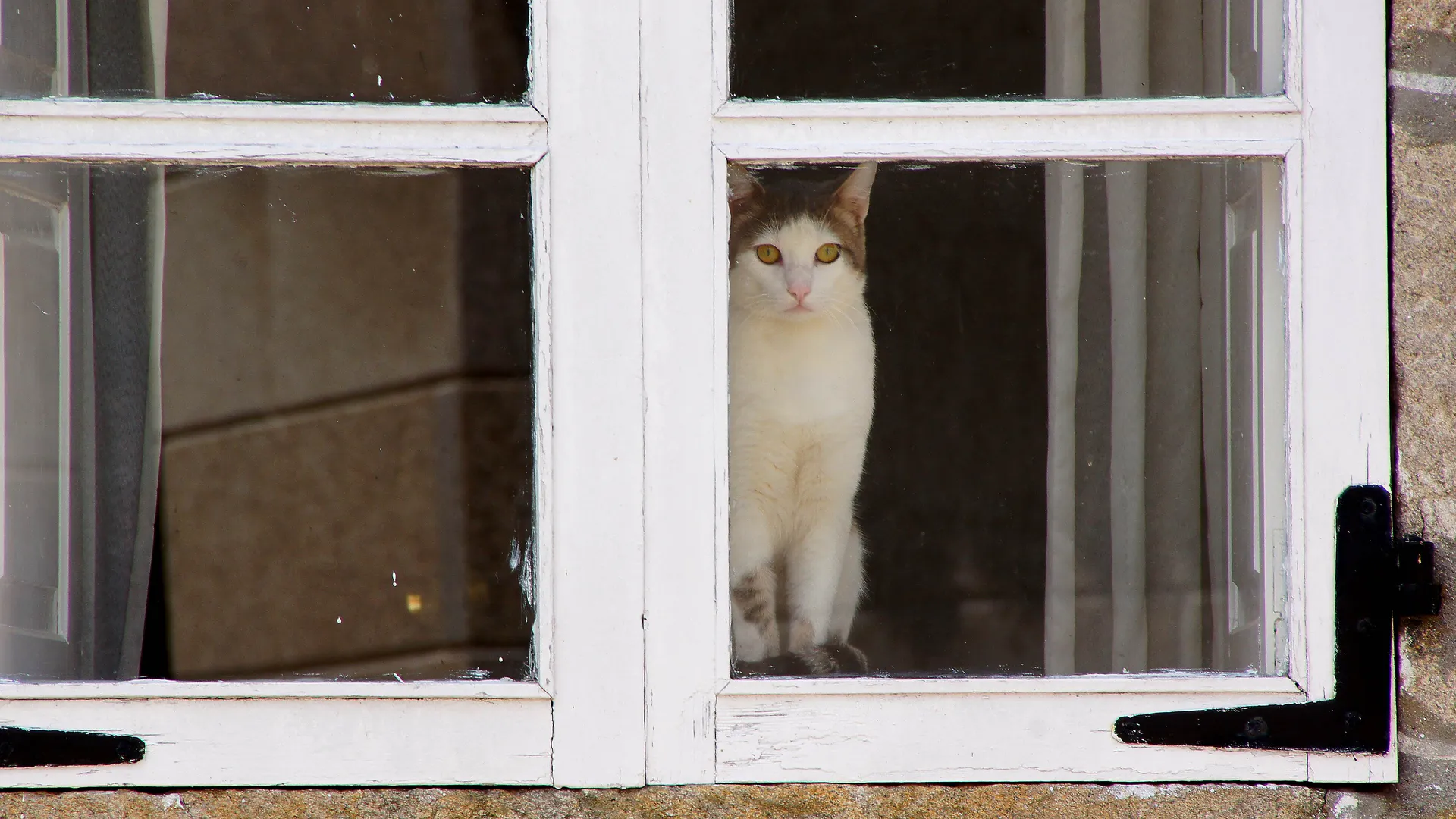 7 вещей, за которыми ваша кошка наблюдает из окна