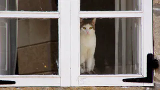 7 вещей, за которыми ваша кошка наблюдает из окна