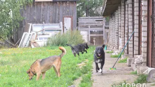 Случай бешенства у домашних животных выявлен в поселке под Магнитогорском 