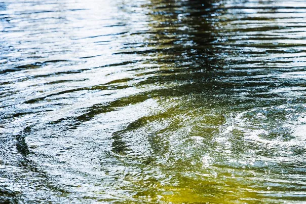В магнитогорский водоем городского курорта "Притяжение" запущена первая партия малька сазана