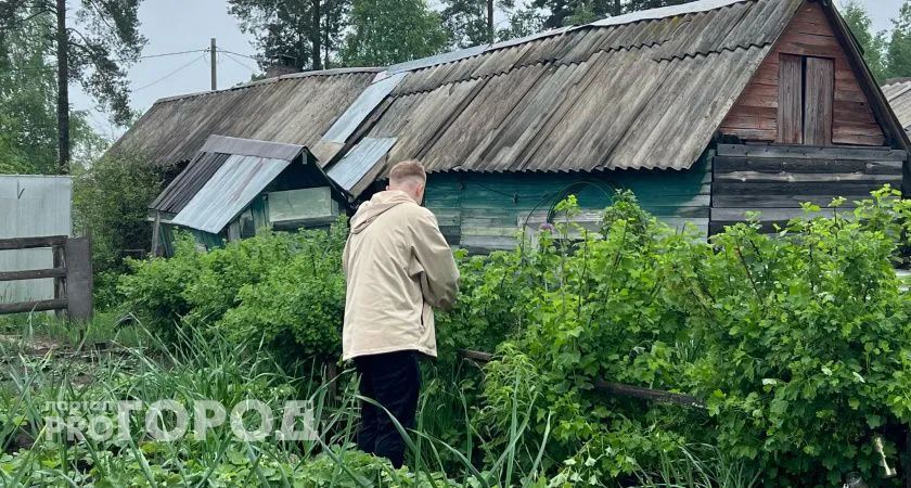 Вот что делаю с жимолостью в начале октября: в новом сезоне ведрами гребу урожай больших сладких ягод