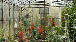 Овощ, который убивает почки: в Европе его вообще не едят, а в России по-прежнему очень любят