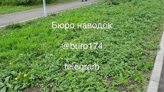 В Магнитогорске очистили сквер "Молодежный" от зарослей конопли