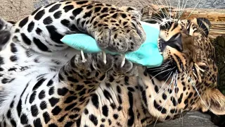 В зоопарке Челябинской области 1 сентября хищники разорвут на кусочки школьные тетради и дневники